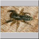 Marpissa muscosa - Springspinne 5mm.jpg